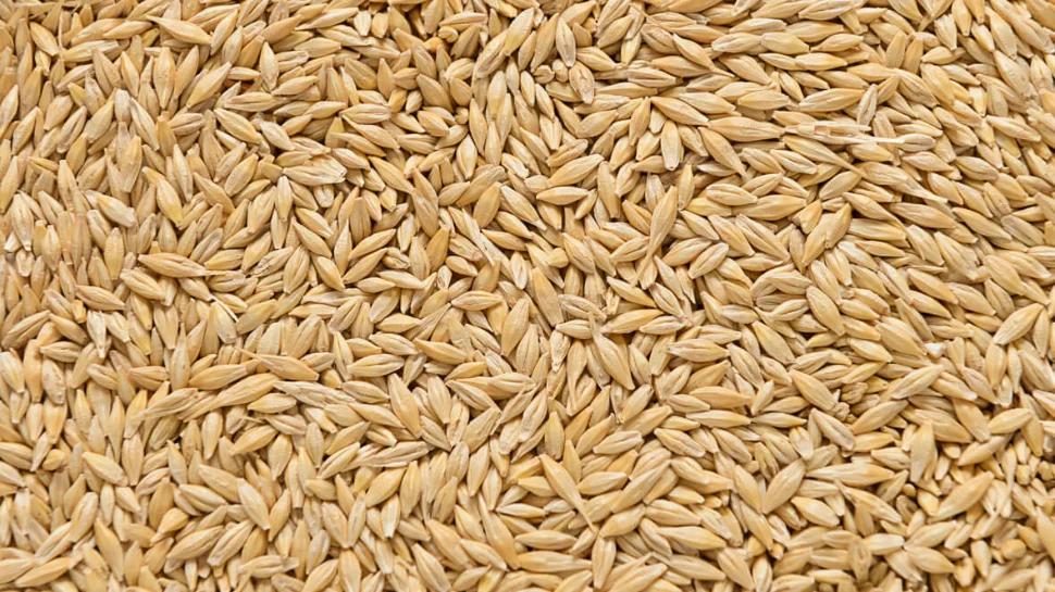 barley0.jpg