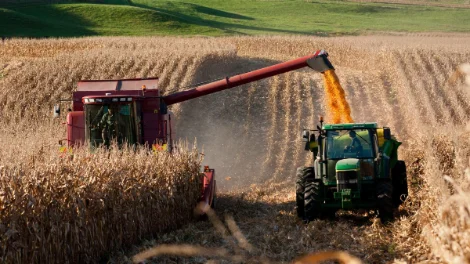 Maize drying_1.jpg