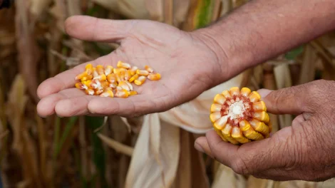 Maize drying_1.jpg