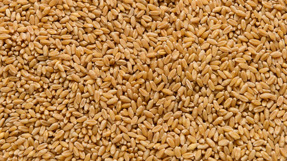 wheat0.jpg